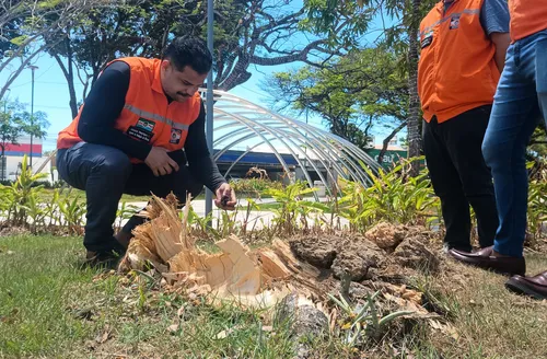 Drones e mapeamento 3D passam a monitorar arborização urbana em Maceió