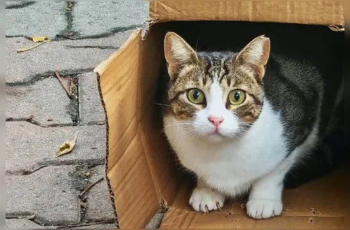 Gatos e mudança de casa: o pet  se apega ao lar ou ao dono?