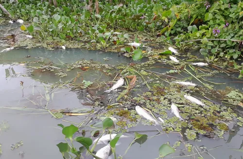 ICMBio orienta população a não consumir peixes da Lagoa Jequiá após mortandade