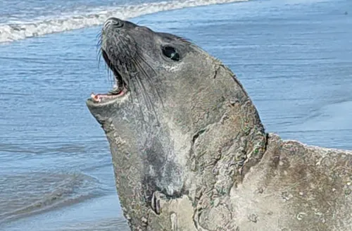 ‘Leôncio’: elefante-marinho foi abatido com sinais de agressão, aponta Biota