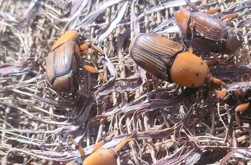 Mapa alerta para risco do bicudo-vermelho e reforça medidas de prevenção no País