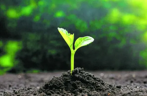 Mapa cria canal exclusivo para notificação de suspeitas de novas pragas