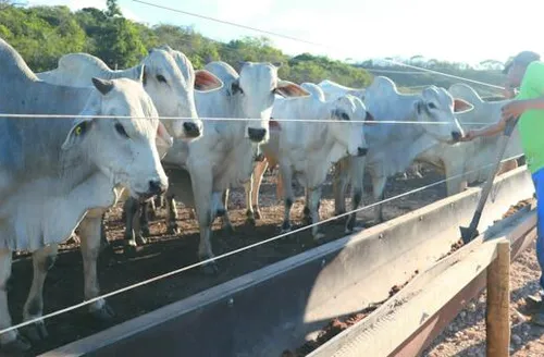 Reação da arroba reacende expectativas na pecuária