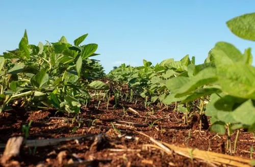 Safra de grãos pode atingir 353,4 milhões de toneladas e bater novo recorde