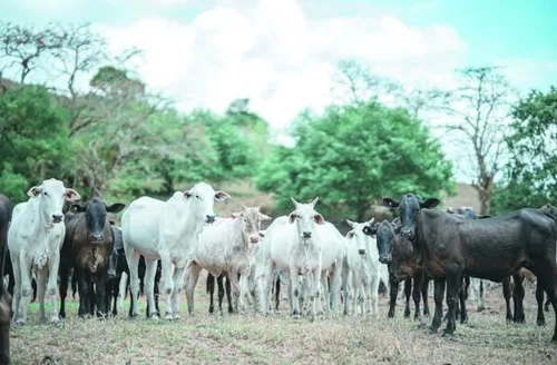 Sebrae impulsiona a pecuária de corte em Alagoas e transforma fazendas em negócios competitivos