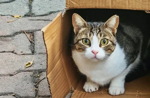 Seu gato se interessa por objetos aleatórios? Entenda o comportamento