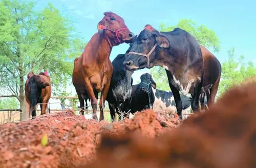 Simulador pretende transformar a gestão da bovinocultura de corte
