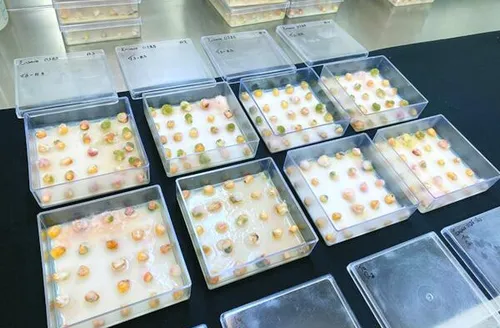 Tecnologia com ozônio reduz micotoxinas em grãos