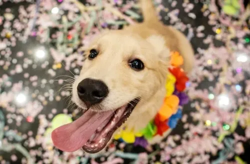 Vai levar seu pet para o Carnaval? Descubra cuidados antes e pós-bloco