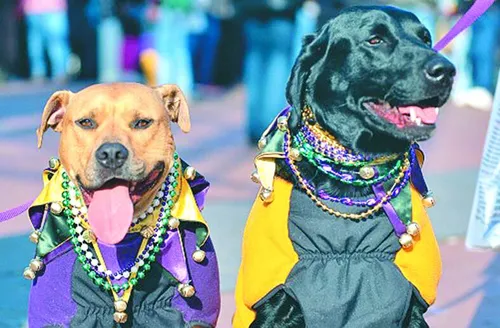 Vai levar seu pet para o carnaval? Descubra cuidados antes e pós-bloco
