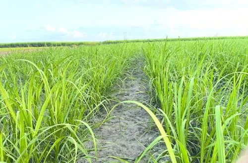 Variedades RB ocupam mais de 55% da área de cultivo de cana no Brasil