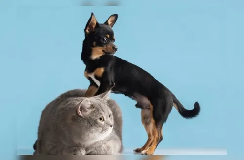 Veterinários explicam a ciência por trás da independência dos gatos