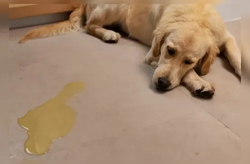 Xixi no lugar certo: o que deve, ou não, ser feito ao ensinar seu cão