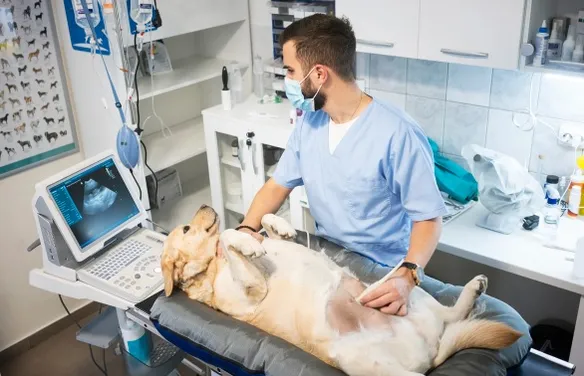 Atendimentos veterinários sobem 89% após Carnaval, segundo pesquisa