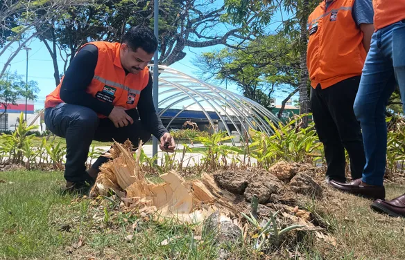 Drones e mapeamento 3D passam a monitorar arborização urbana em Maceió