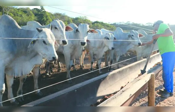 Reação da arroba reacende expectativas na pecuária