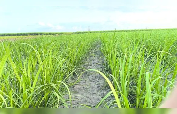 Variedades RB ocupam mais de 55% da área de cultivo de cana no Brasil