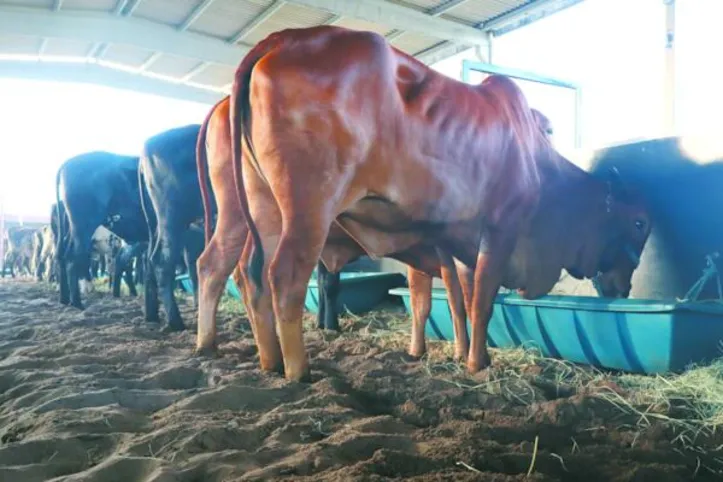 Para Domício Silva, a Expoalagoas Genética ocorre em um contexto estratégico para o produtor rural