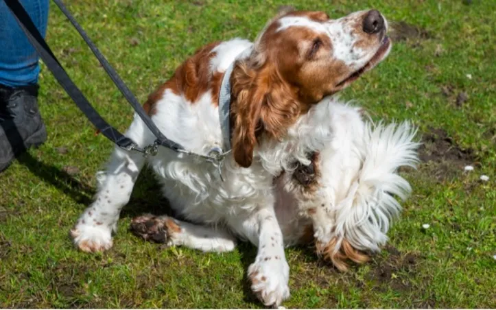 Imagem ilustrativa da imagem Calor pode intensificar casos de dermatite nos pets, diz veterinária