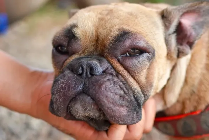 Imagem ilustrativa da imagem Calor pode intensificar casos de dermatite nos pets, diz veterinária
