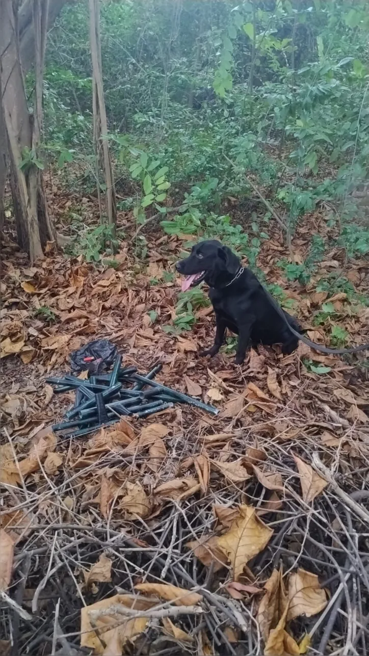 Cão farejador auxiliou nas buscas em área de mata no Pontal
