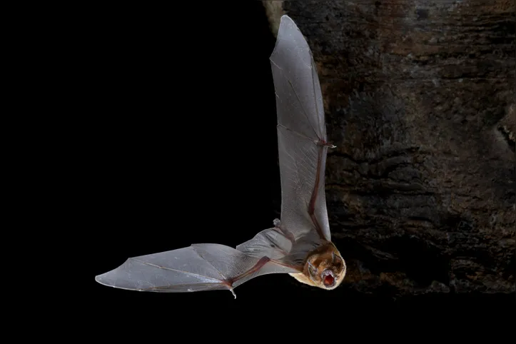 Colônias de morcegos criam um clima propício dentro da caverna, inclusive alterando a temperatura do ambiente