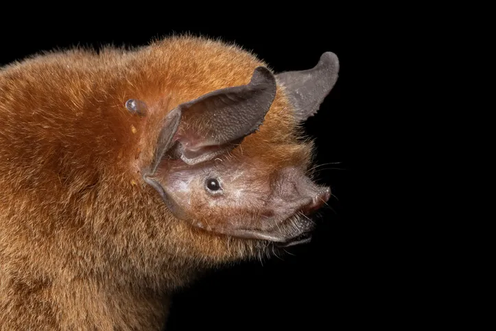 Imagem ilustrativa da imagem Caverna em Alagoas abriga uma das maiores colônias de morcegos do Brasil