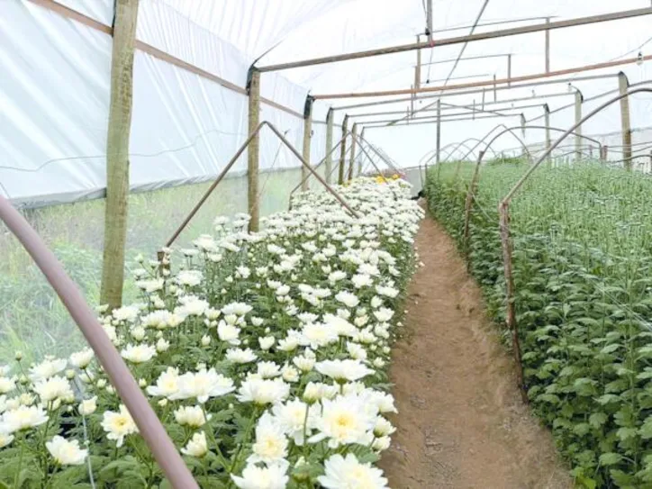 Com assistência técnica e capacitação, Sebrae apoia produtores na construção de uma nova cadeia produtiva de flores em AL