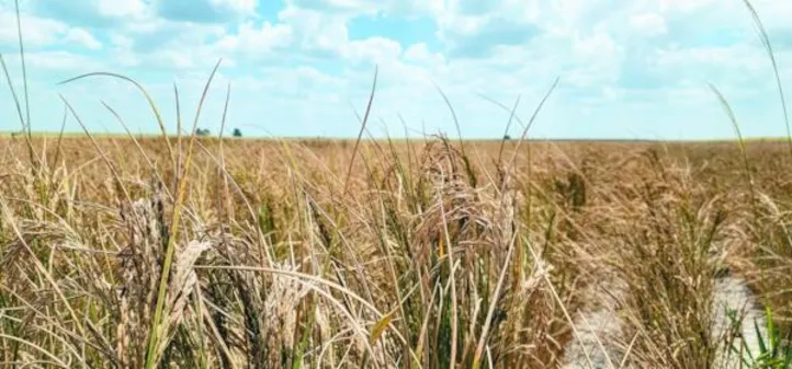 Segundo a Conab, medida amplia alcance das políticas públicas de abastecimento e reforça o papel das compras públicas