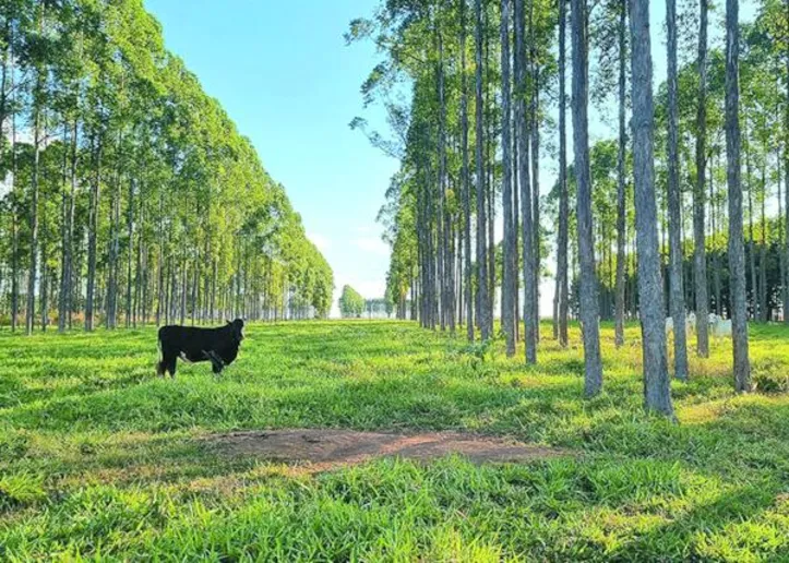 Pesquisa indica áreas com potencial de recarbonização do solo e subsidia políticas voltadas à adoção de práticas agrícolas sustentáveis, a exemplo da integração lavoura-pecuária-floresta