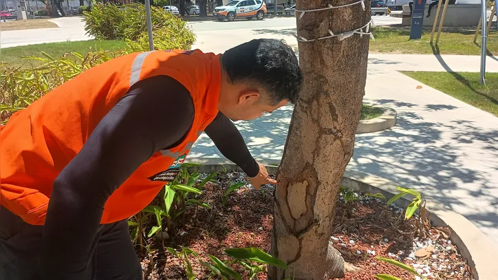 Até o fim de março, a Defesa Civil pretende vistoriar cerca de 10 mil m² de áreas arborizadas em praças