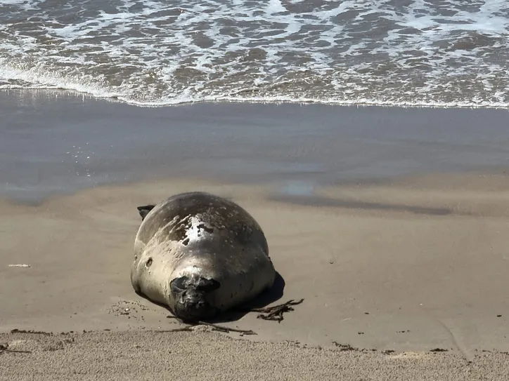 Presença do animal chamou a atenção na Barra de Sto. Antônio