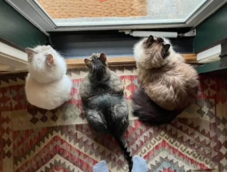 Imagem ilustrativa da imagem Gatos e mudança de casa: o pet  se apega ao lar ou ao dono?