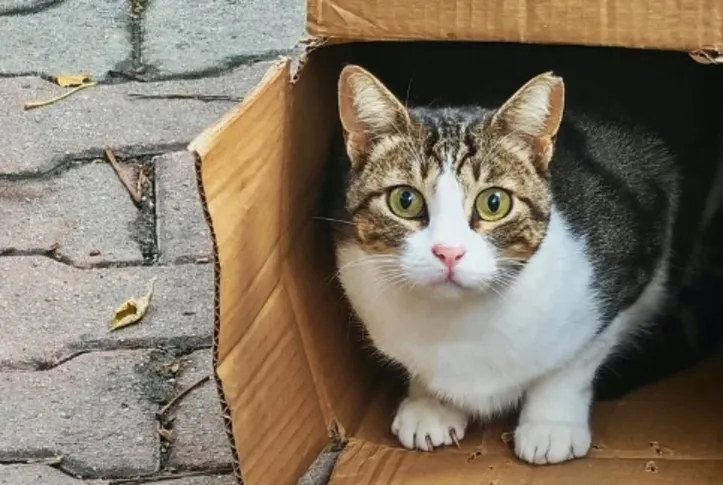 Imagem ilustrativa da imagem Gatos e mudança de casa: o pet  se apega ao lar ou ao dono?