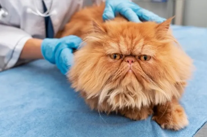 Imagem ilustrativa da imagem Gripe felina: vacina evita cegueira e sequelas crônicas em gatos