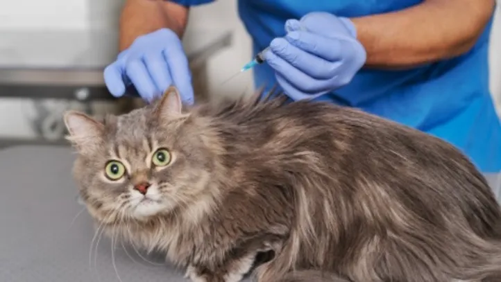 Imagem ilustrativa da imagem Gripe felina: vacina evita cegueira e sequelas crônicas em gatos