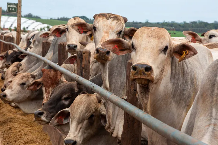 Crescimento na produção fez do Brasil o maior produtor mundial