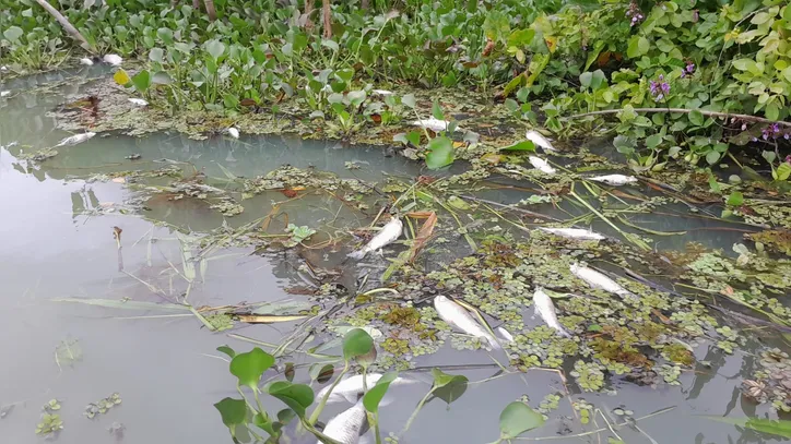 Peixes apareceram mortos na Lagoa Jequiá