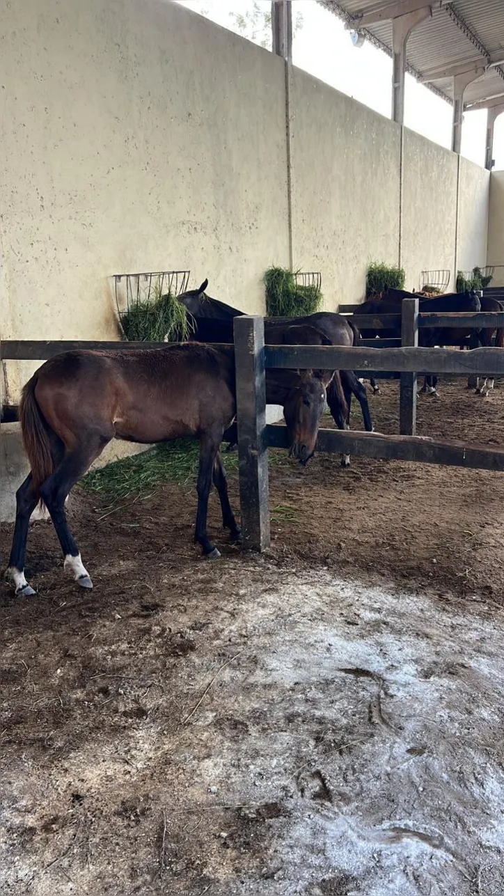 Animais mortos passaram por intenso processo de sofrimento