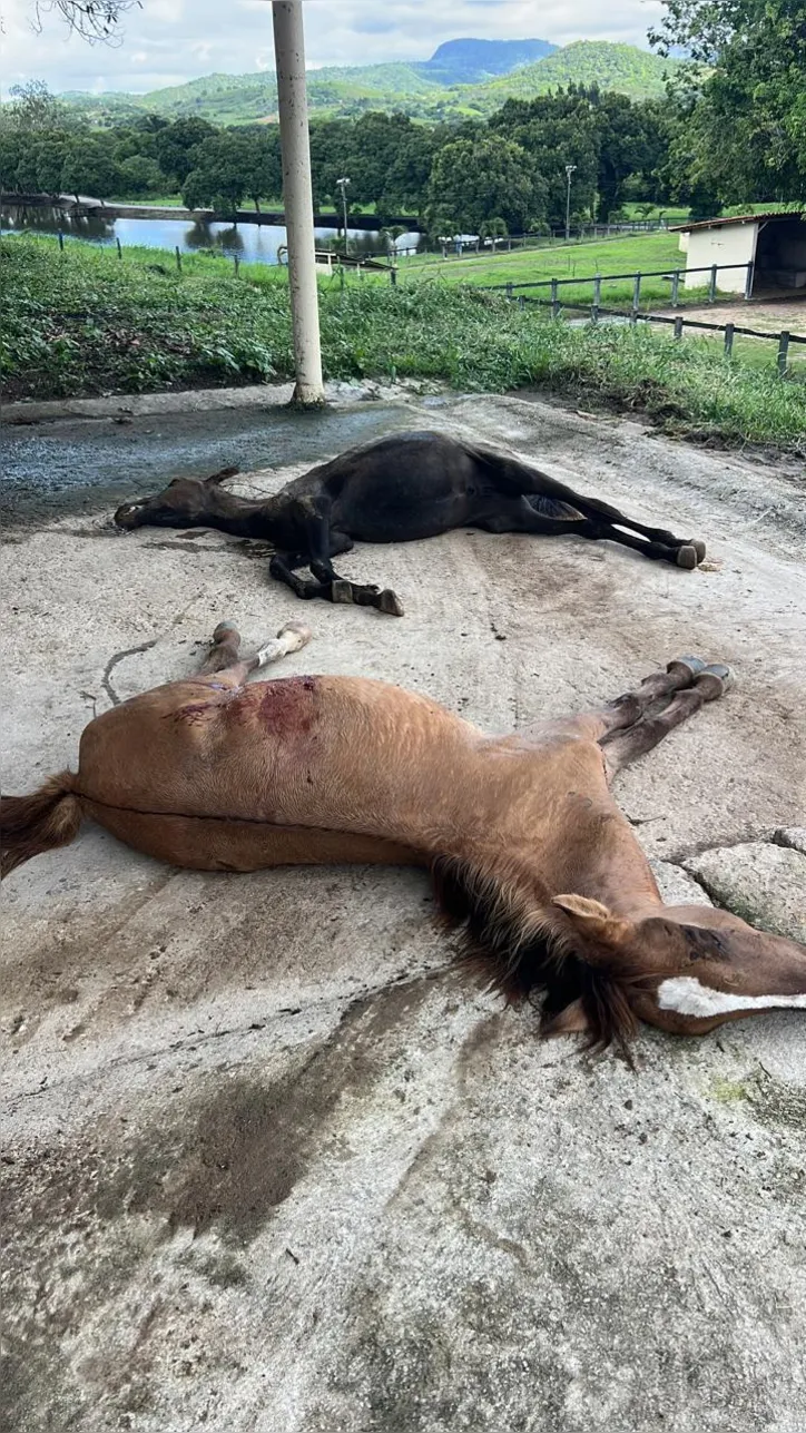 Animais mortos passaram por intenso processo de sofrimento