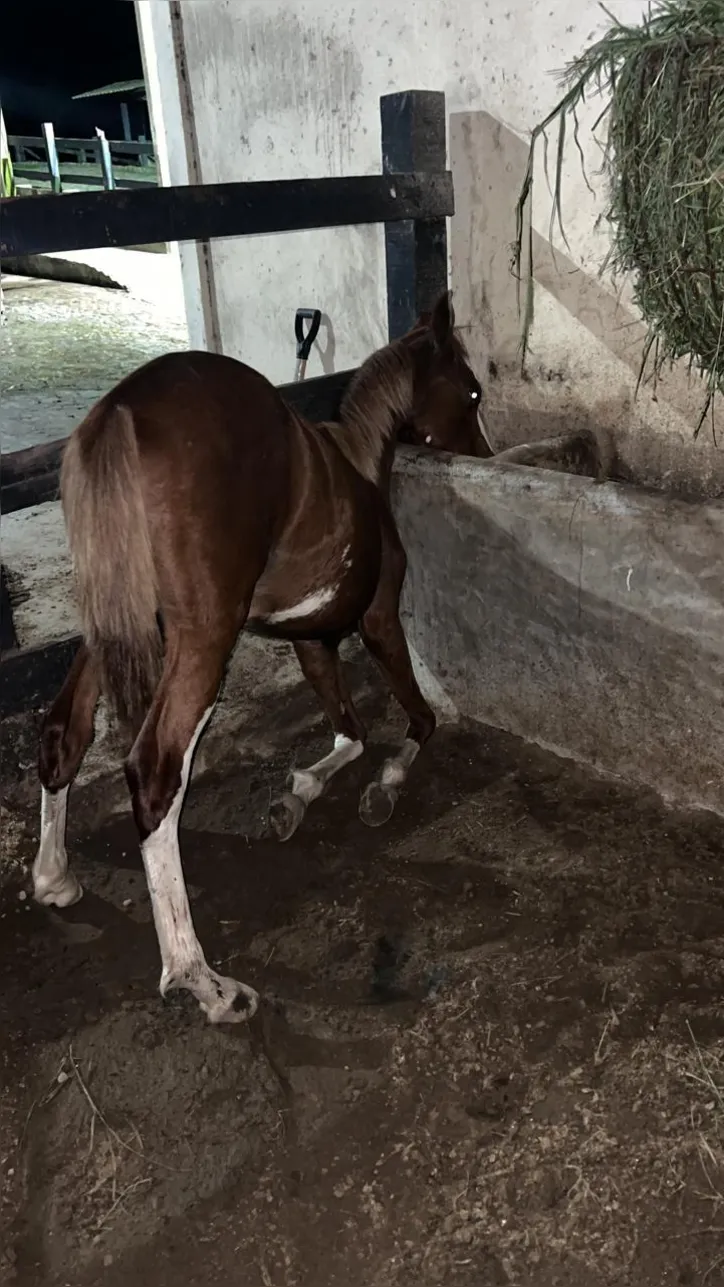 Animais mortos passaram por intenso processo de sofrimento