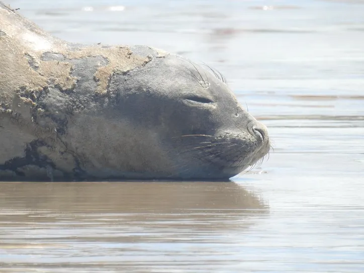 Elefante-marinho foi atração no litoral alagoano