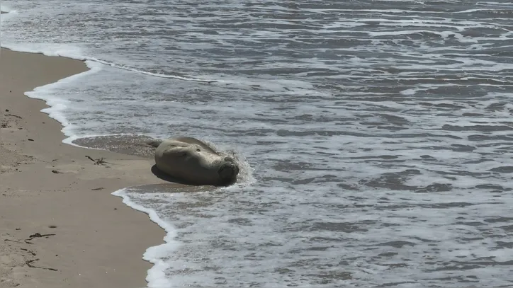 Imagem ilustrativa da imagem ‘Leôncio’: elefante-marinho foi abatido com sinais de agressão, aponta Biota