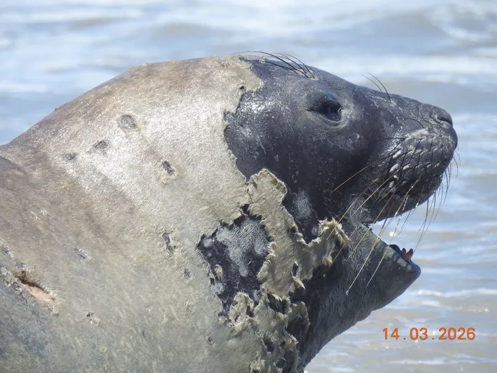 Elefante-marinho foi atração no litoral alagoano