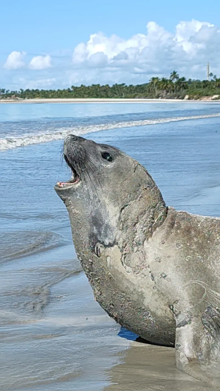 Elefante-marinho foi atração no litoral alagoano