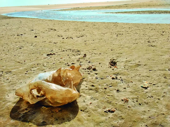 Imagem ilustrativa da imagem Lixo “esquecido” na praia invade os oceanos, afeta ecossistemas e acaba com vidas marinhas