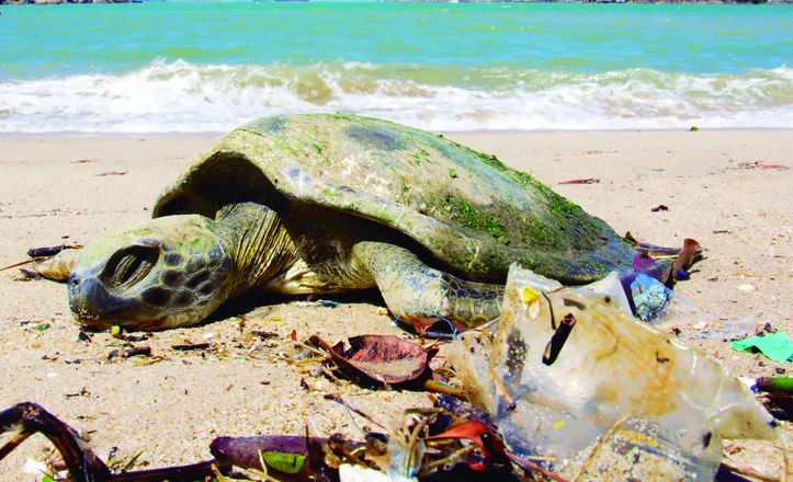 Imagem ilustrativa da imagem Lixo “esquecido” na praia invade os oceanos, afeta ecossistemas e acaba com vidas marinhas