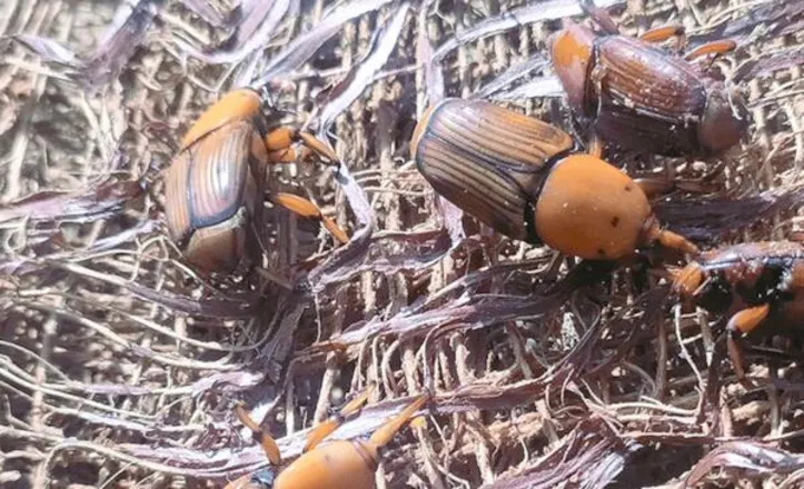 Praga quarentenária ausente no Brasil já foi registrada em países vizinhos e ameaça coqueiros, dendezeiros e palmeiras