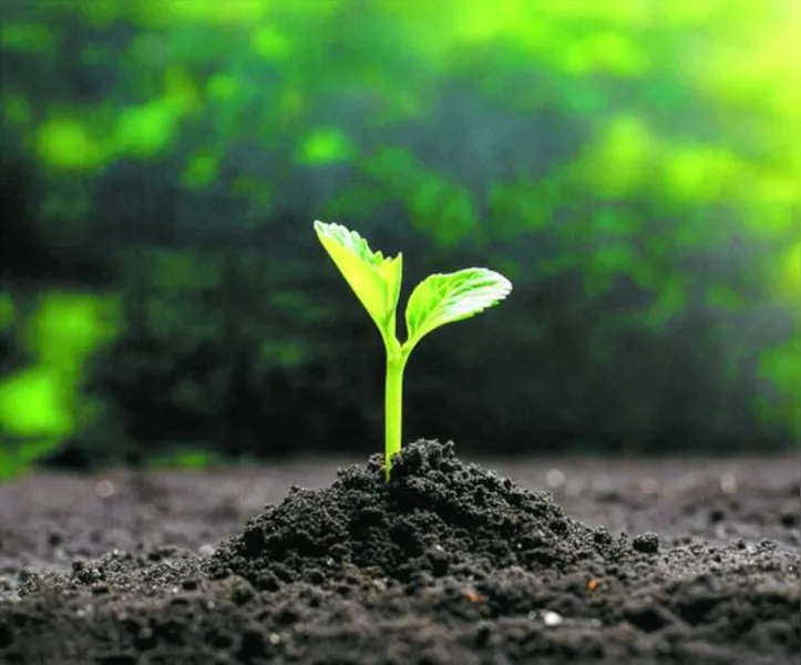 Novo canal amplia a vigilância ativa e reforça a prevenção de riscos fitossanitários