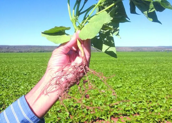 Lista de bônus de fevereiro aponta variações entre estados e inclui novas culturas contempladas no período